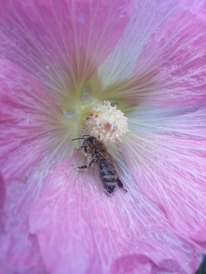 Hibiskus