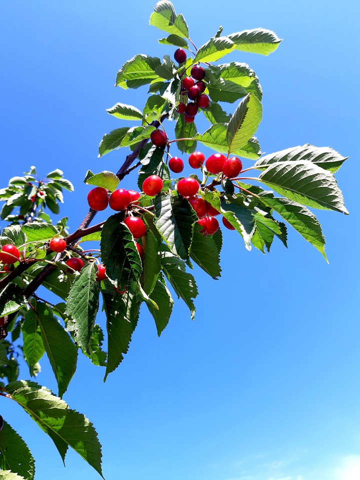 cherry