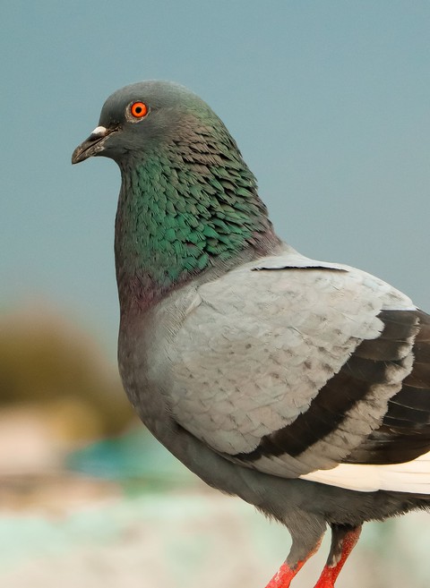 pigeon