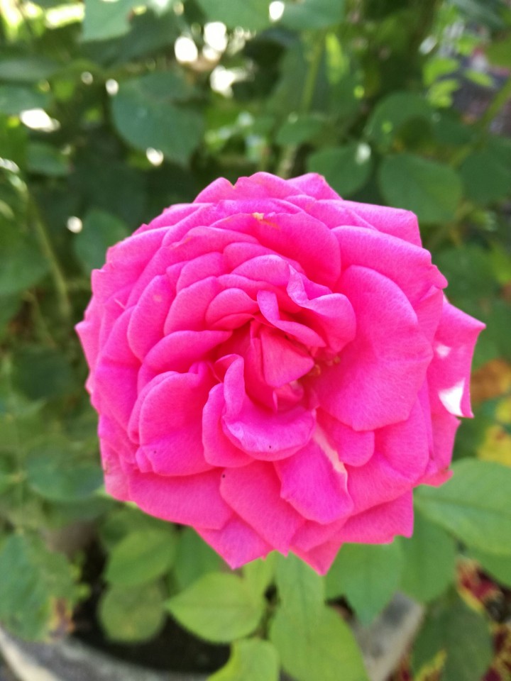 rose