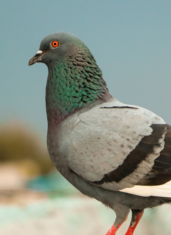 pigeon
