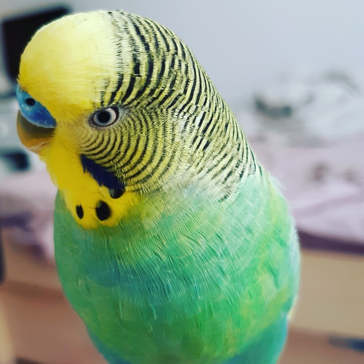 cancan budgie