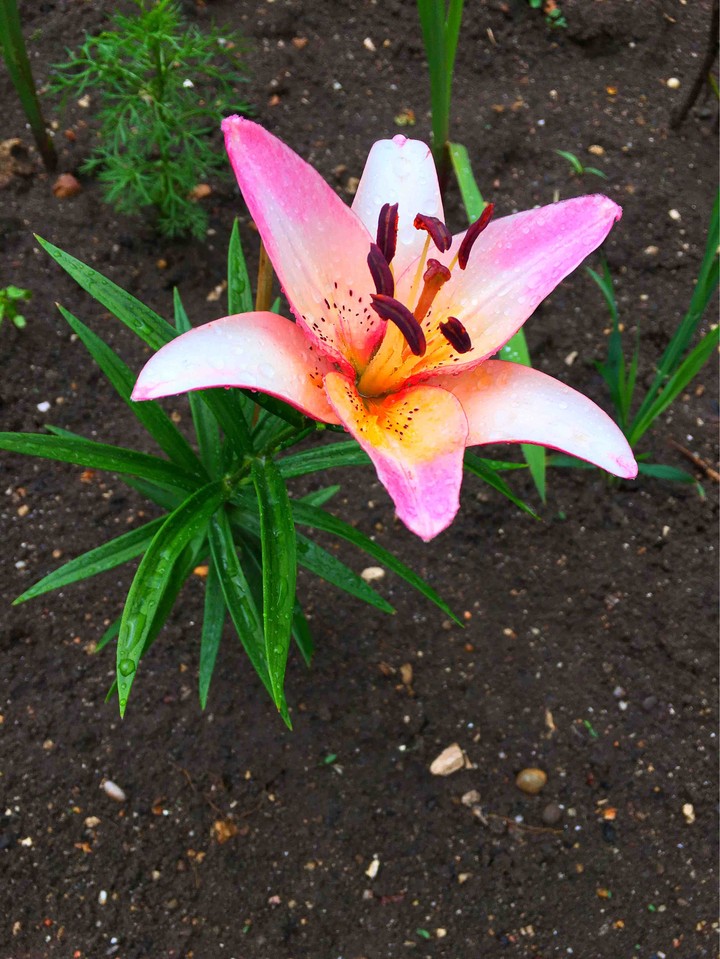 my lily ?