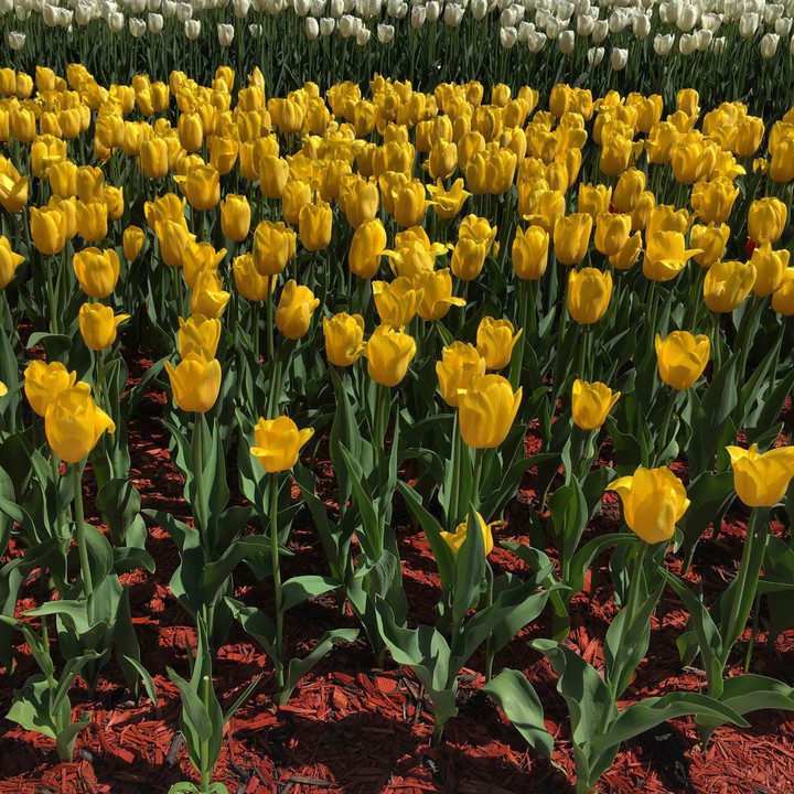 flowers, tulips, summer, park
