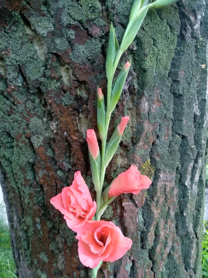 flover