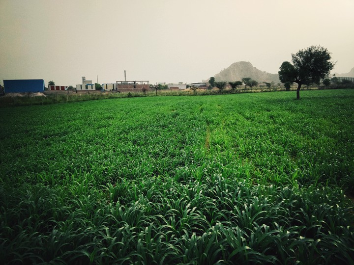 #green