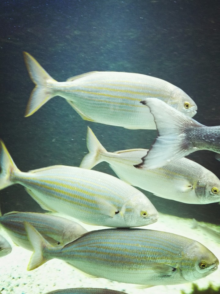 fische