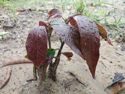 mengo tree