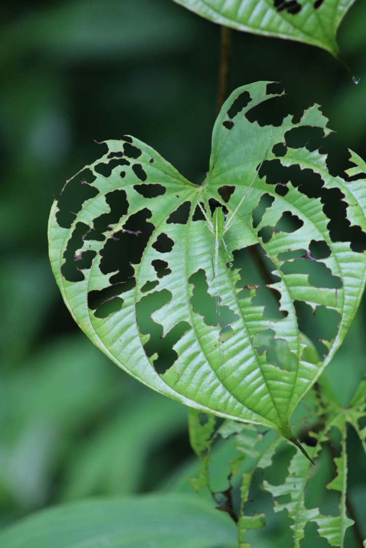 leaf