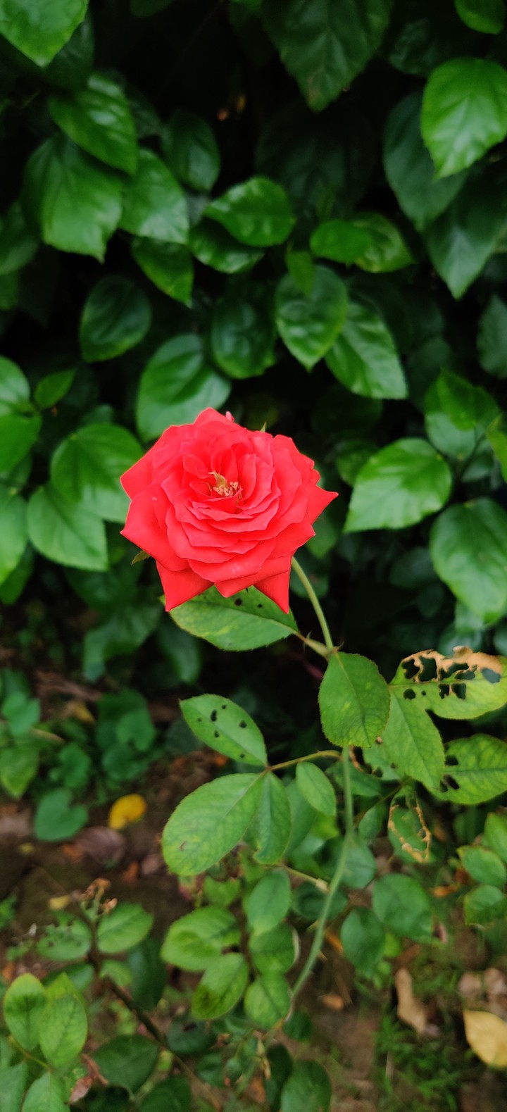 Evergreen Red Rose