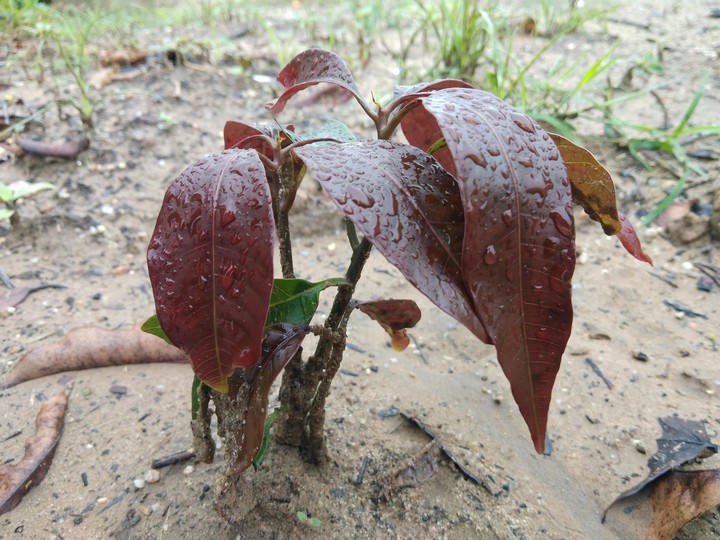 mengo tree