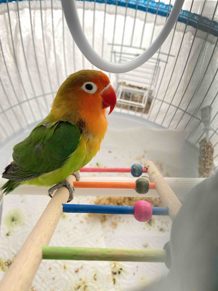 Love bird