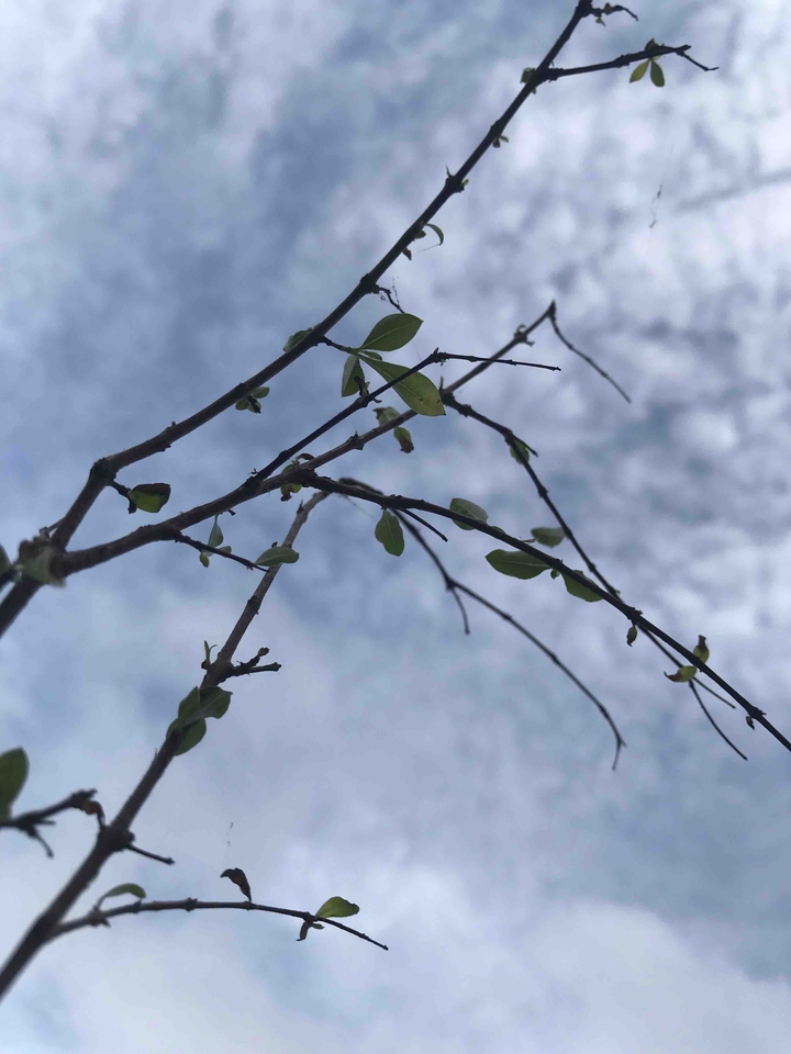 leaves ?