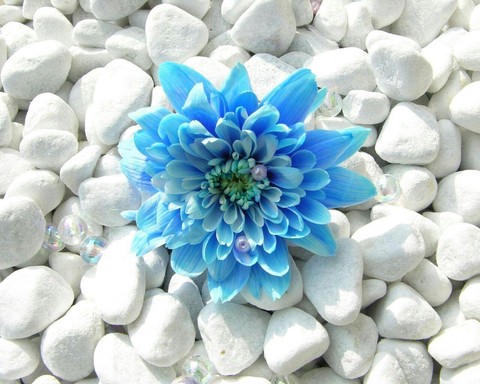 TENDER BLUE FLOWER