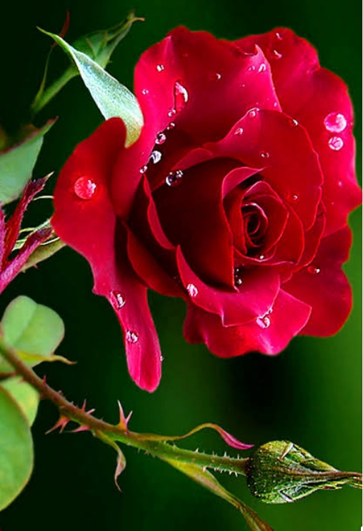 beauty