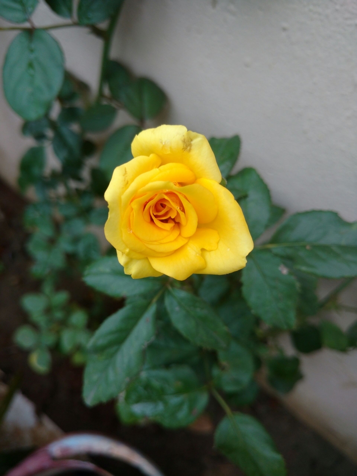 Yellow rose