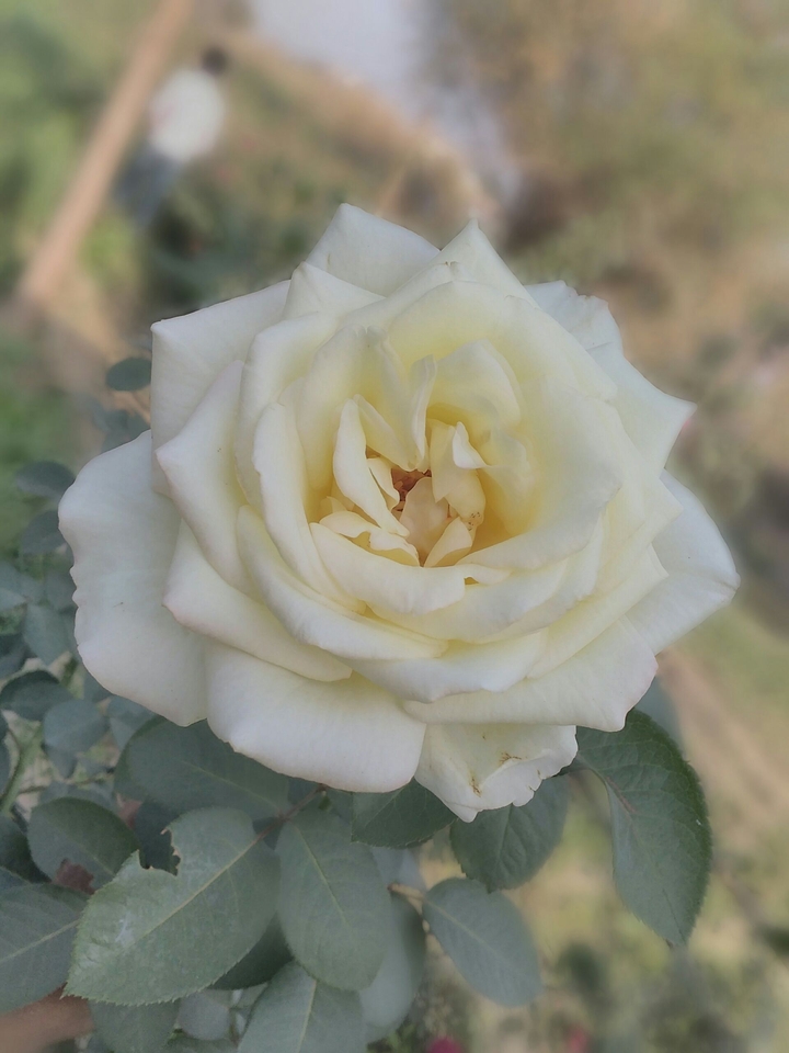 Beautiful White Rose