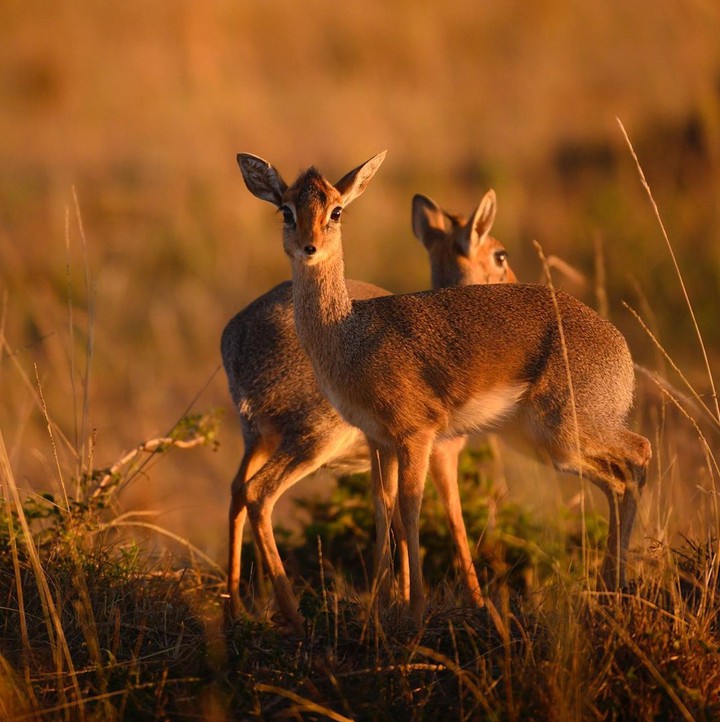 Dikdik