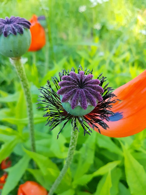 poppies bloomed