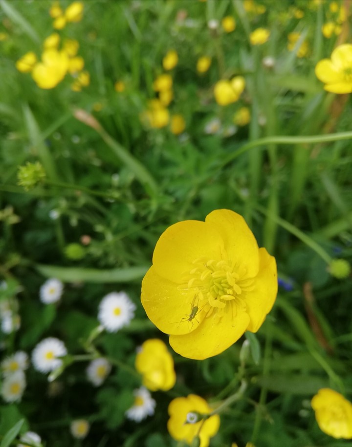 Flower & Insect