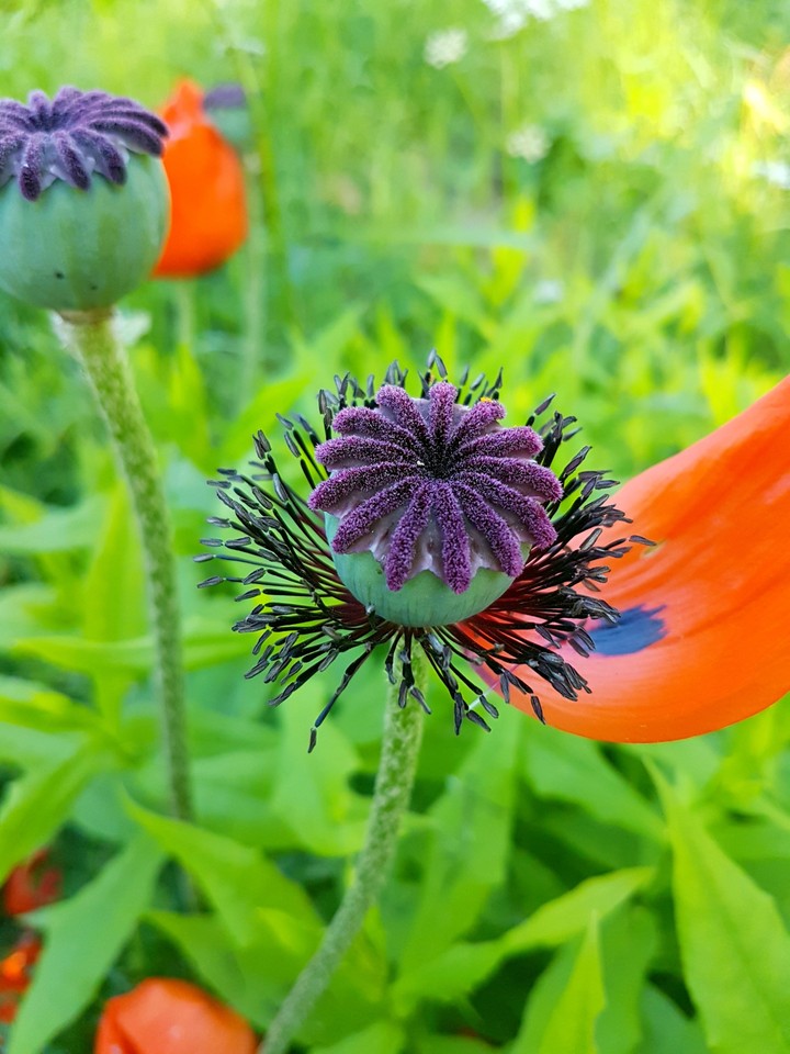 poppies bloomed