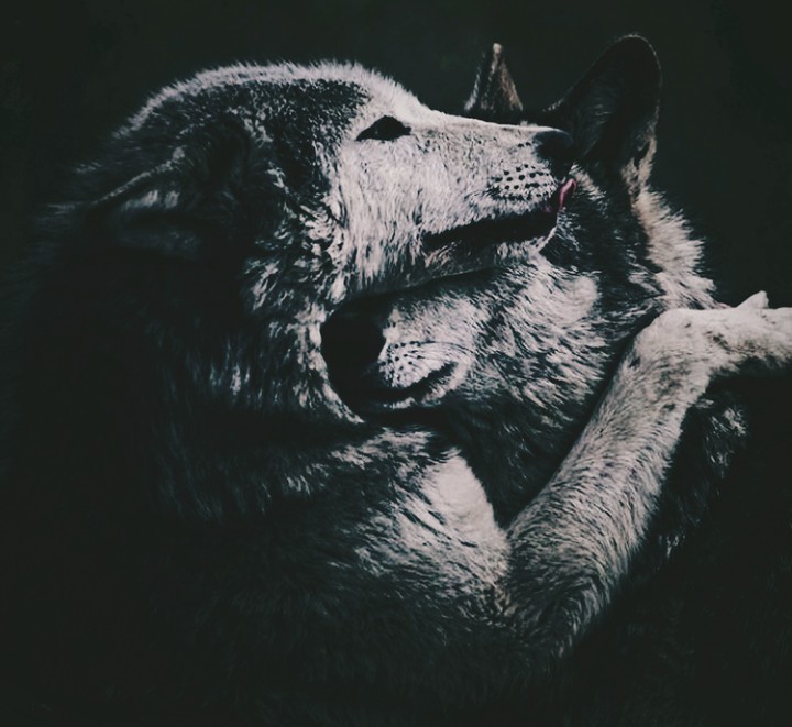 wolves