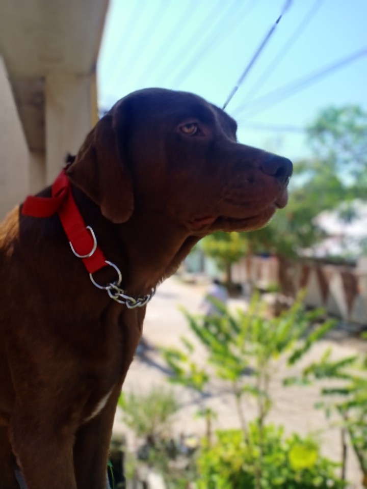 my ranger