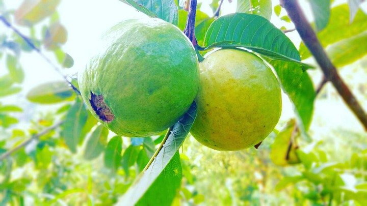 Guava Life!✨