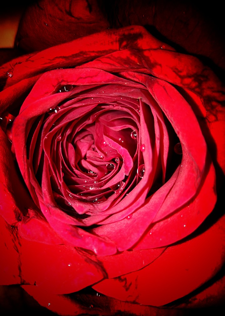 rosy