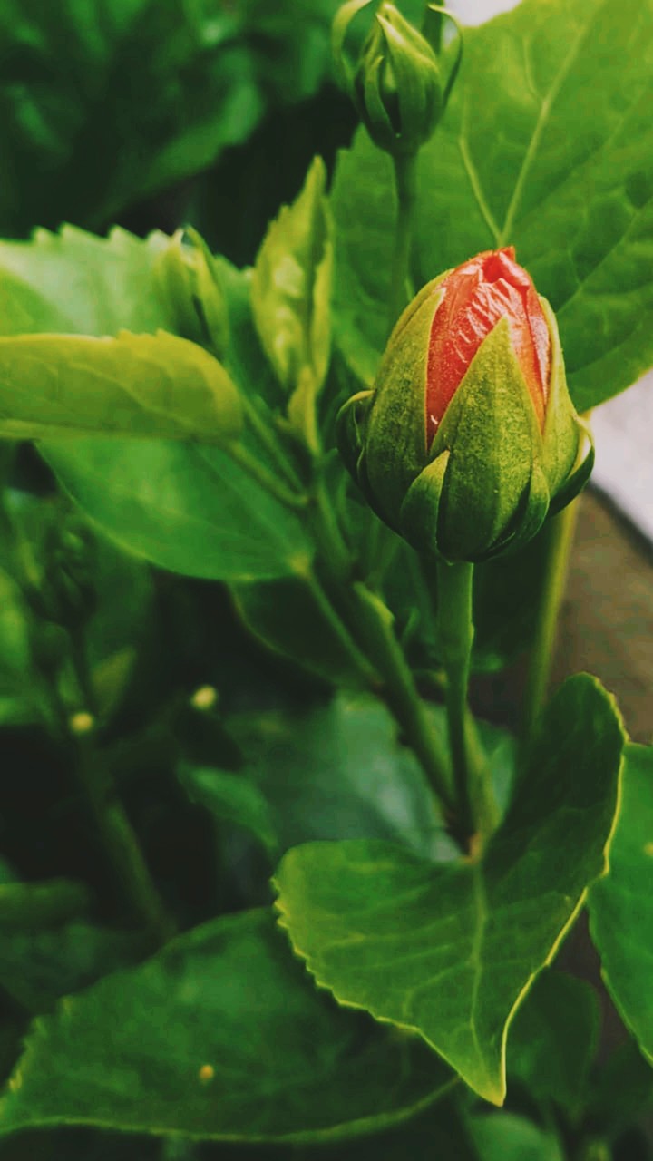 plant with little bud