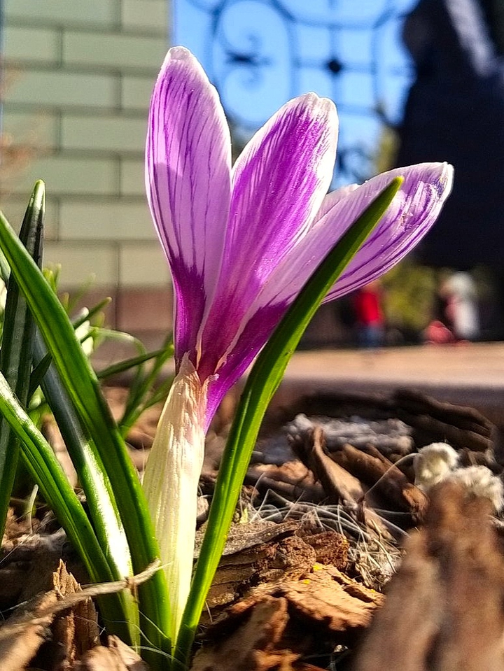 Spring flower. Crocus