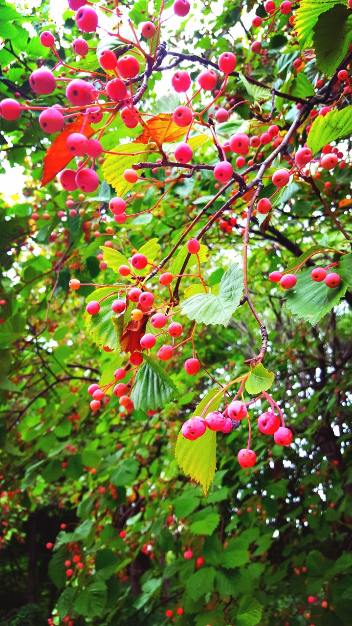 tree and fruit(?)