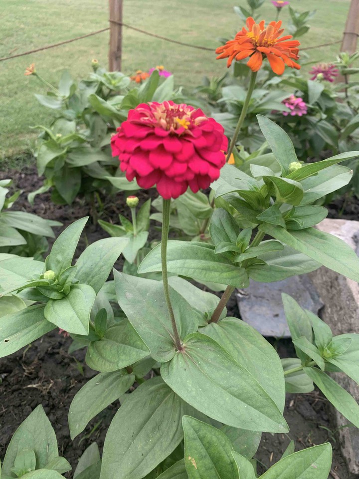 flowers