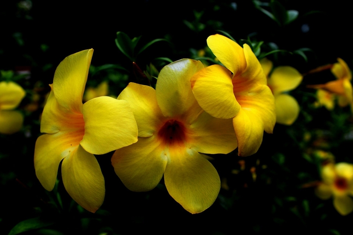 flowers