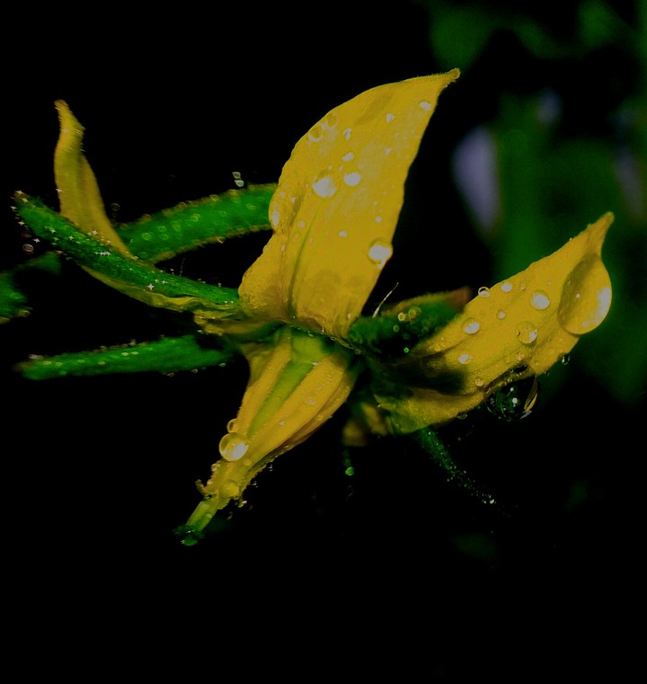 flower