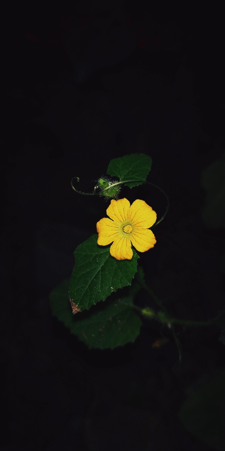 little yellow flower