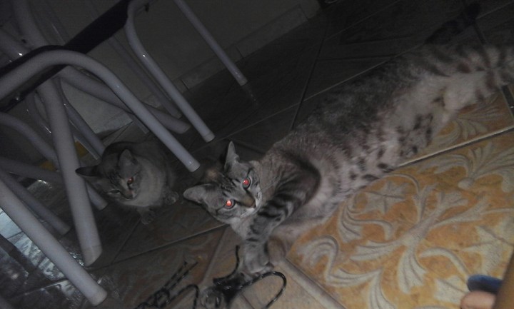 minhas princesas
