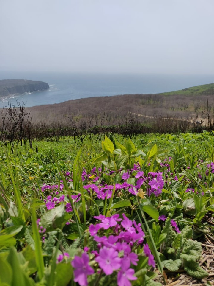 Russian island