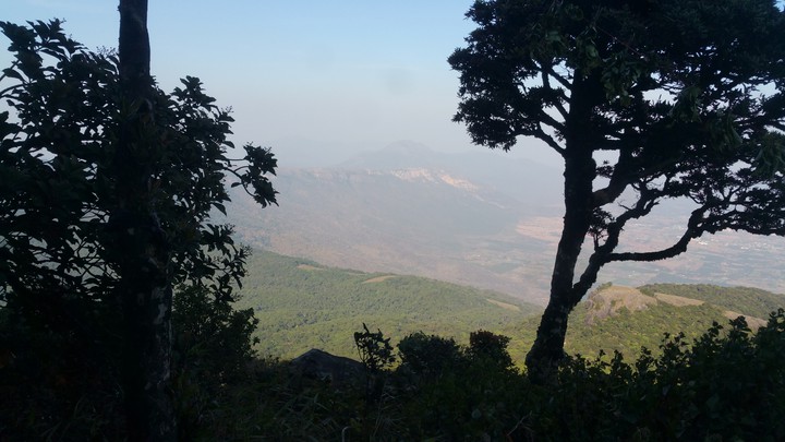 mountain tree