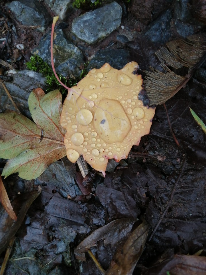 raindrop