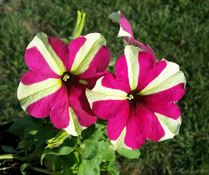 Bright bloom