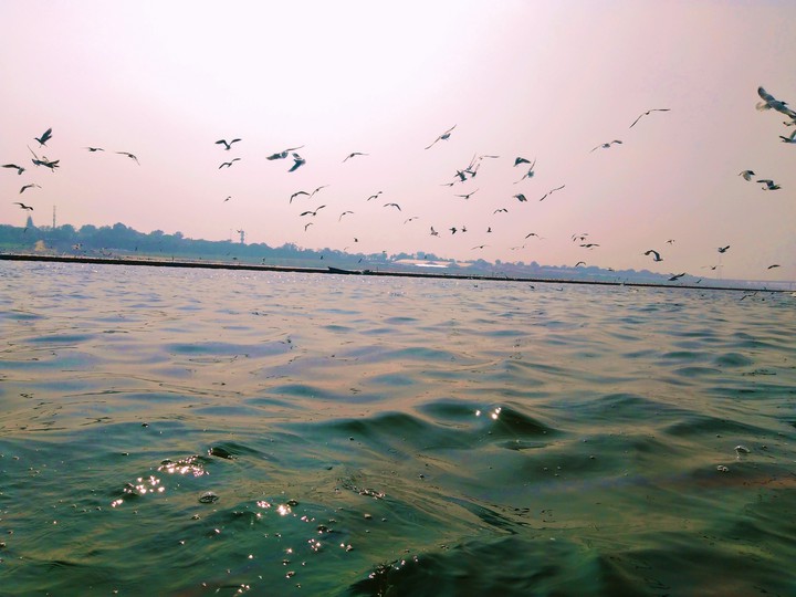 flying bird