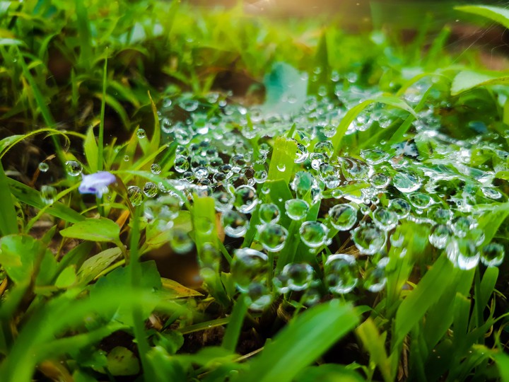Drops