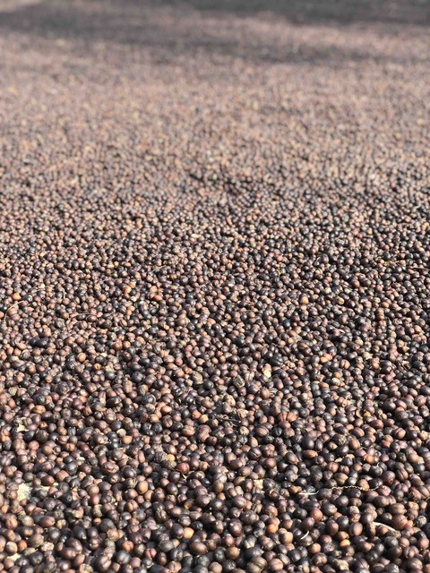 Coffee beans