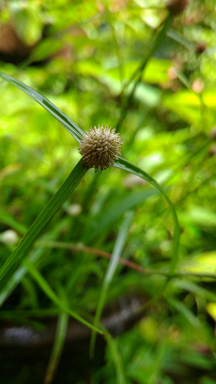 seasonal plant