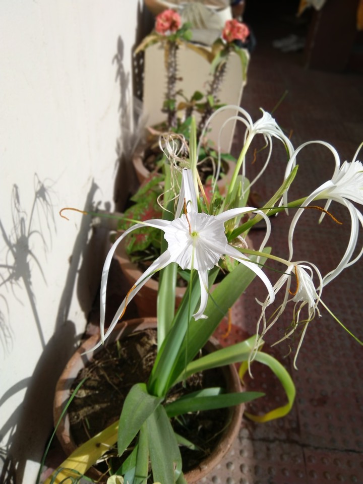 Flower