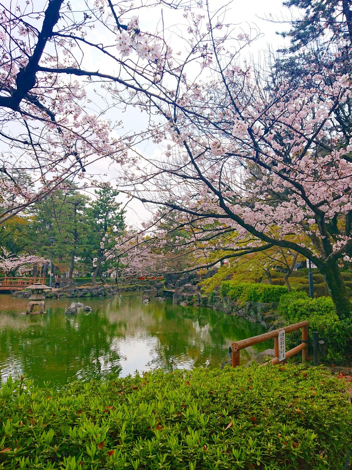 桜