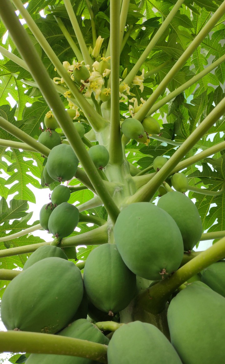 papaya plant
