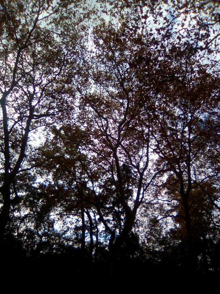 arbre