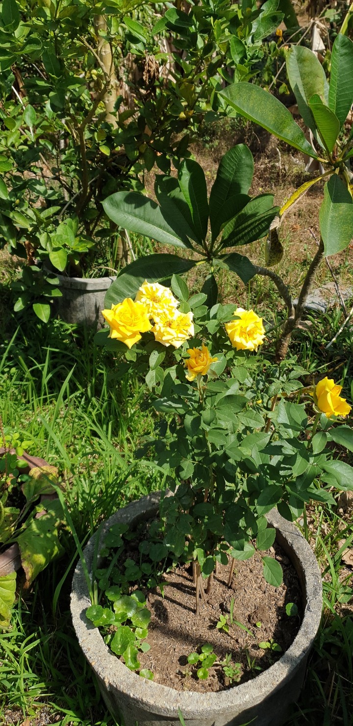 roses